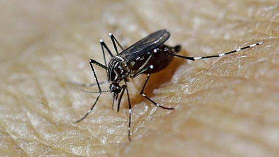WHO warns of increase in mosquitoes causing dengue and Zika due to climate change