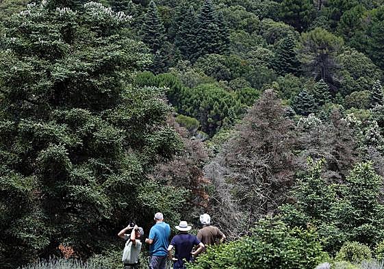 Several dry adult Spanish firs mingle with others in full vitality in the heart of the Sierra de las Nieves.