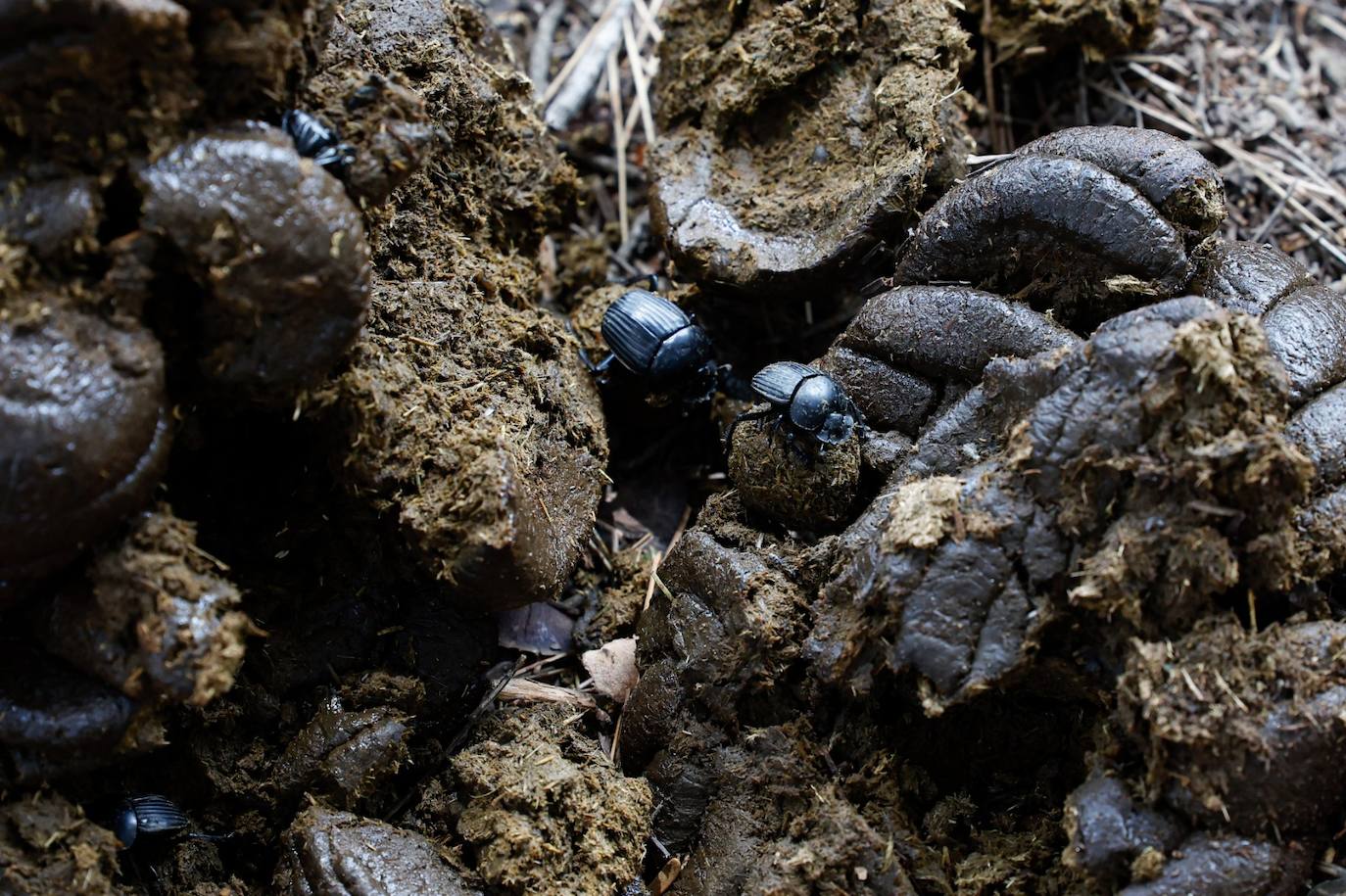 Drought and survival in the Sierra de las Nieves
