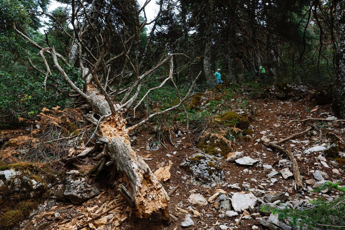 Drought and survival in the Sierra de las Nieves