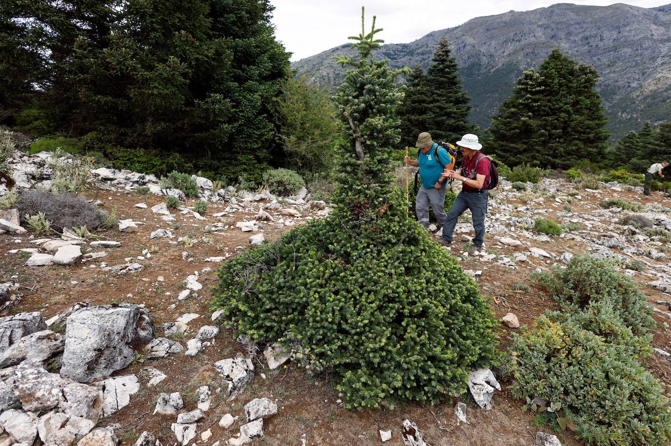 Drought and survival in the Sierra de las Nieves
