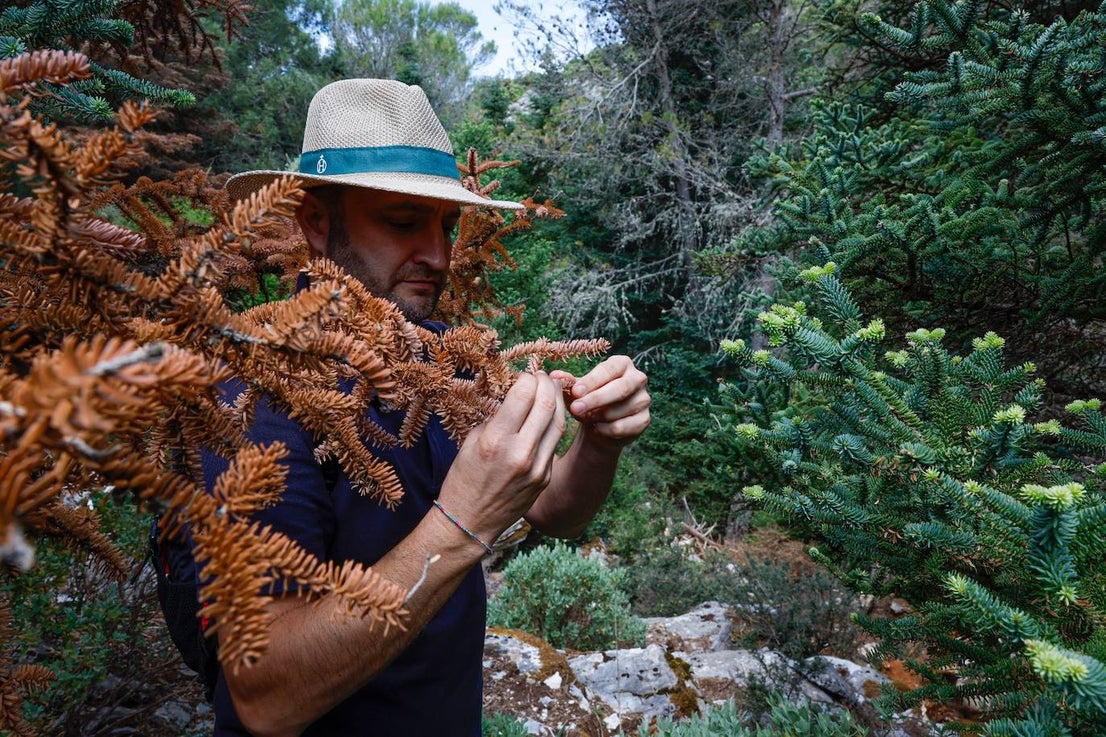 Drought and survival in the Sierra de las Nieves