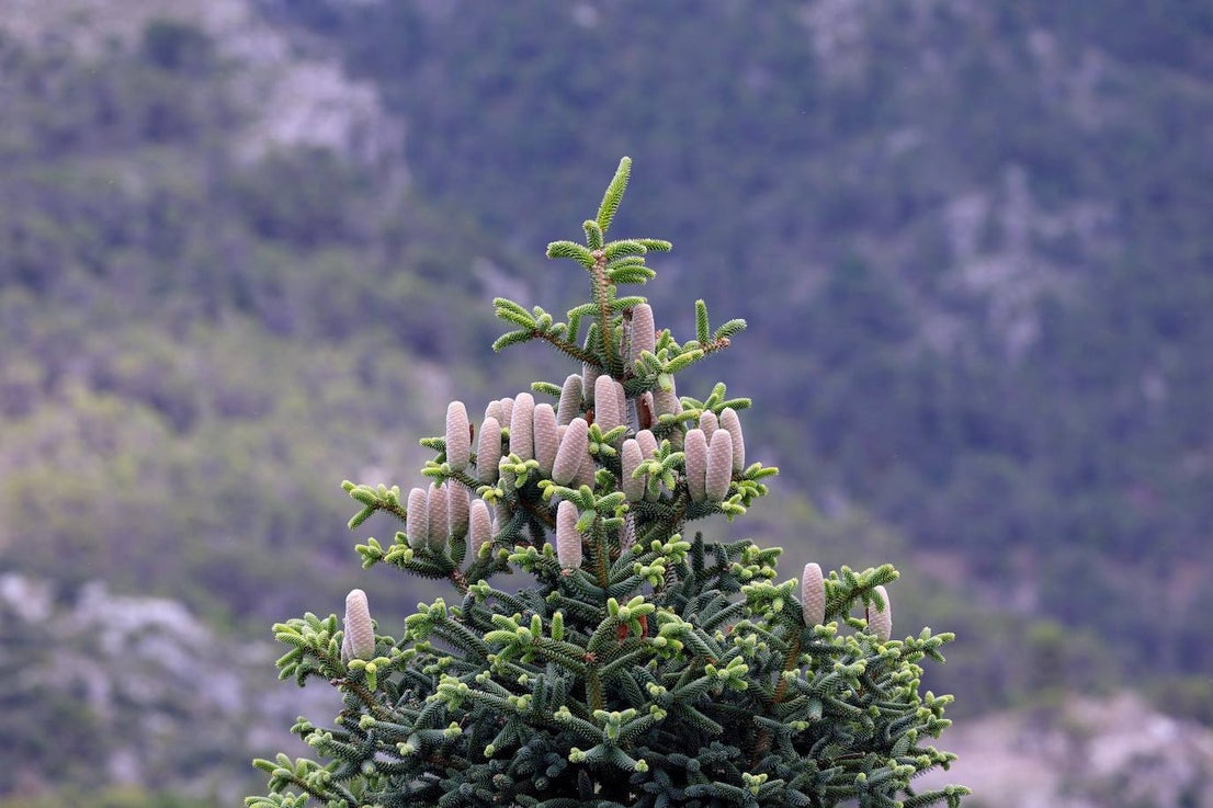 Drought and survival in the Sierra de las Nieves