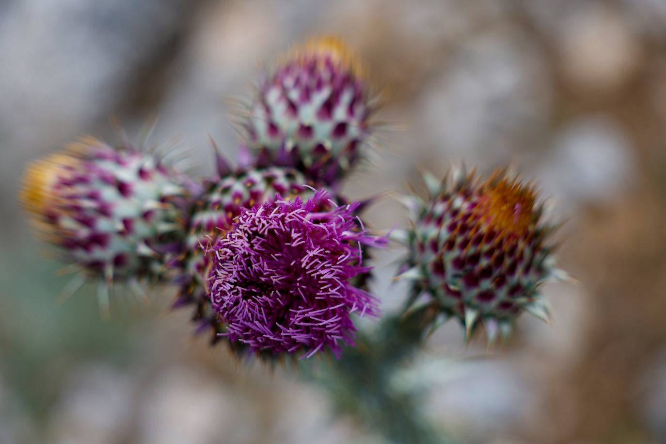 Drought and survival in the Sierra de las Nieves