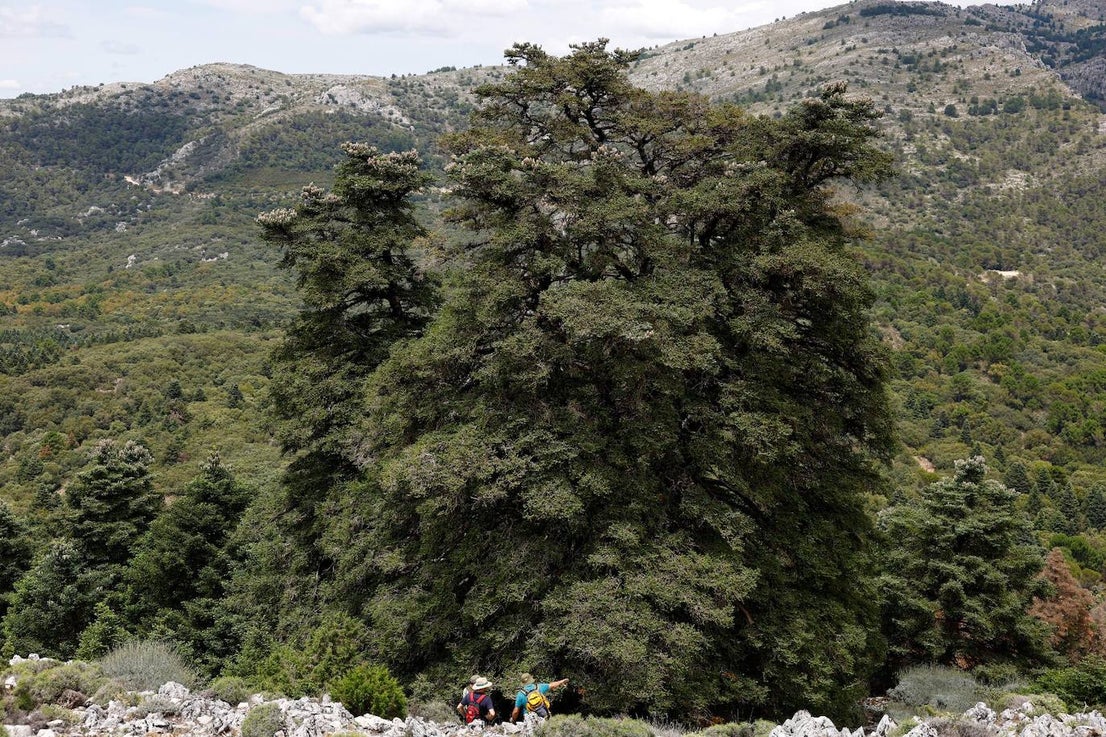 Drought and survival in the Sierra de las Nieves