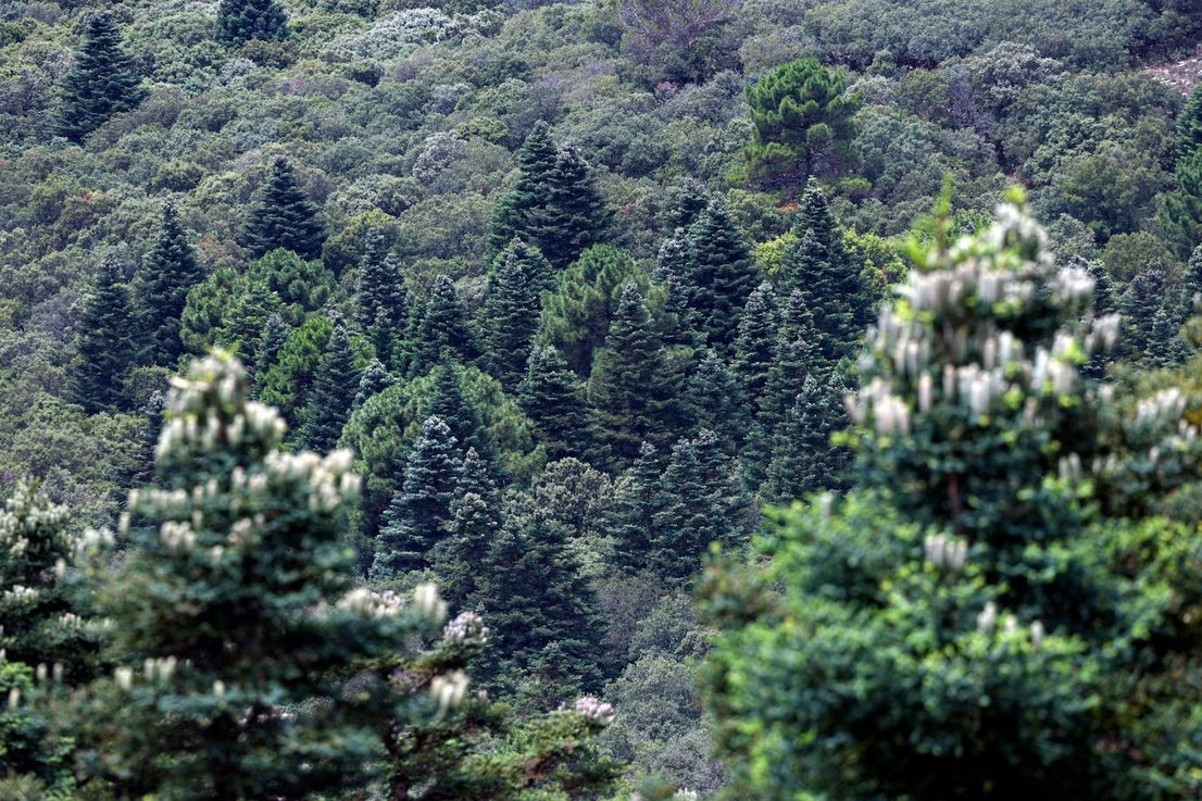 Drought and survival in the Sierra de las Nieves