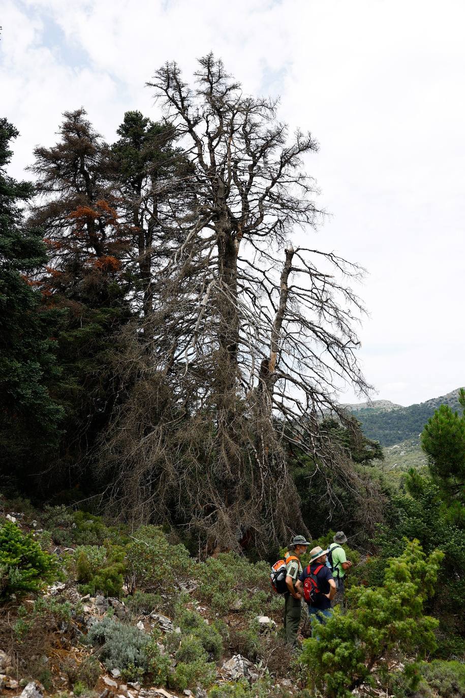 Drought and survival in the Sierra de las Nieves