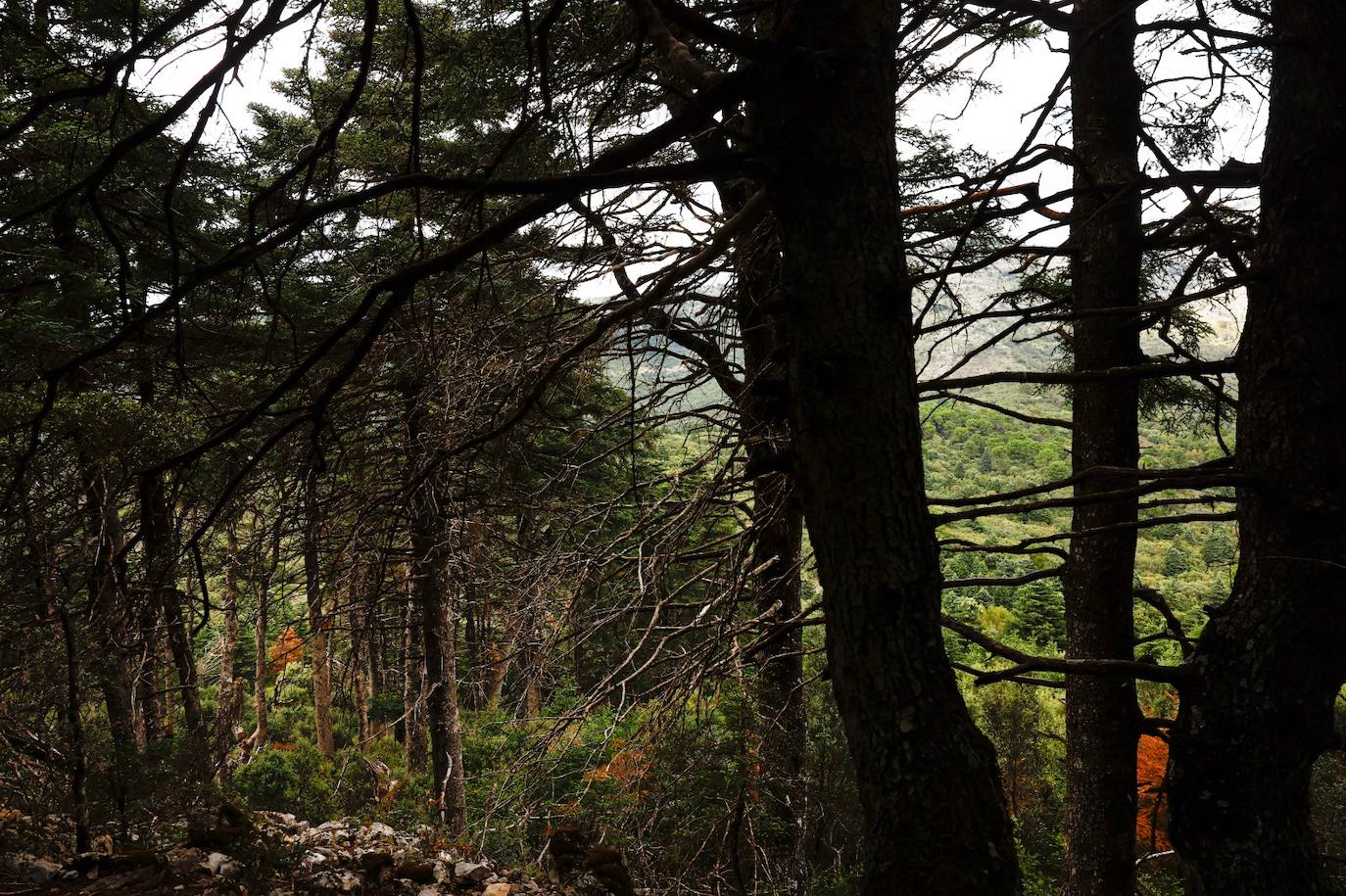 Drought and survival in the Sierra de las Nieves