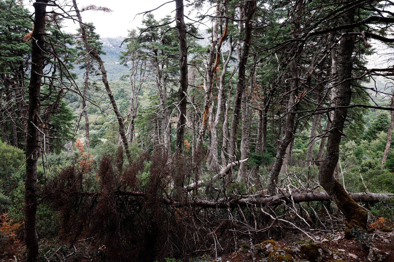 Drought and survival in the Sierra de las Nieves
