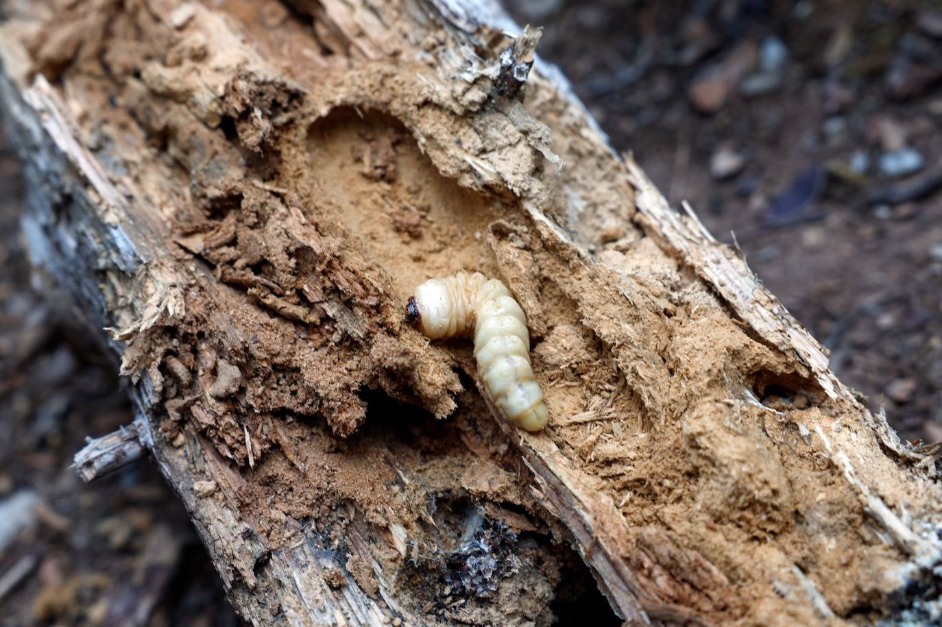 Drought and survival in the Sierra de las Nieves