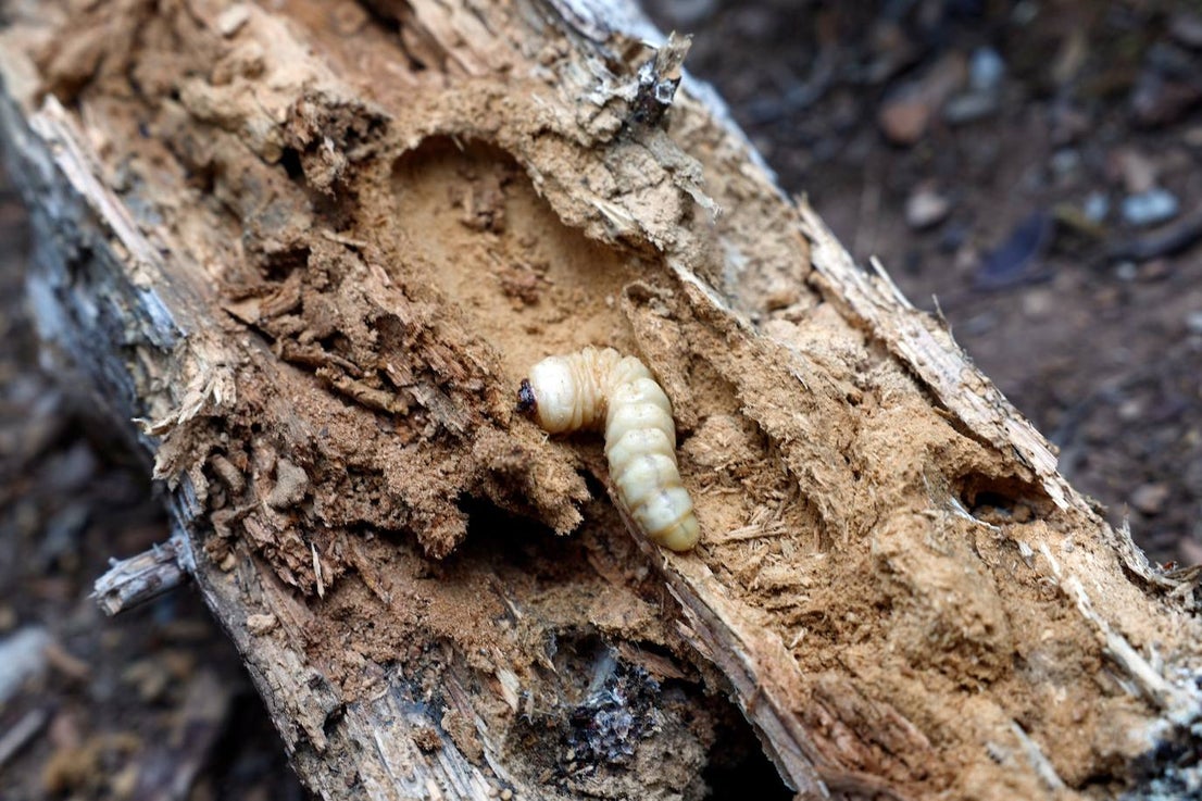 Drought and survival in the Sierra de las Nieves