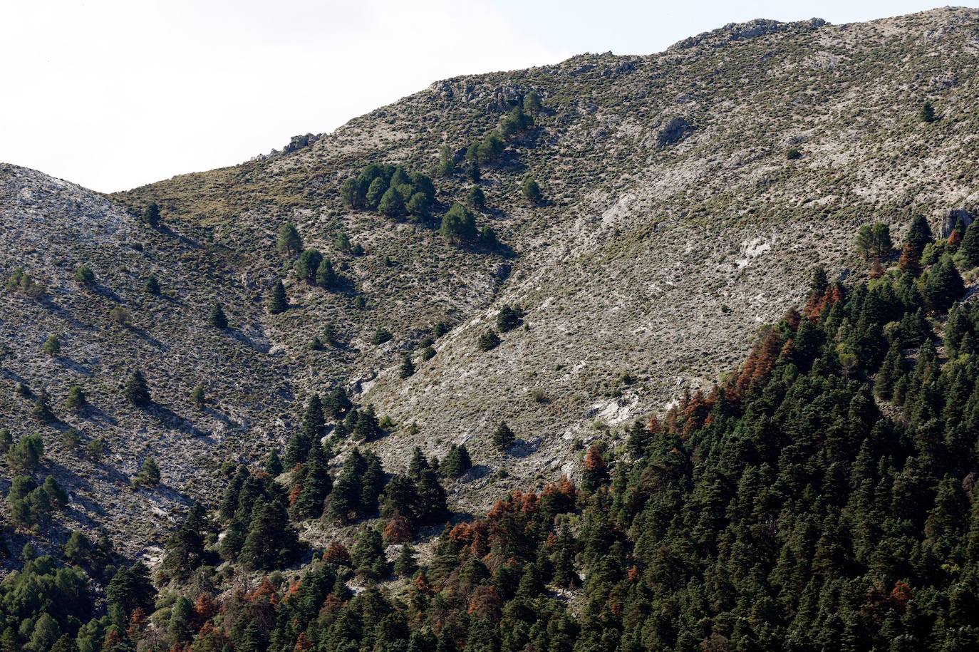 Drought and survival in the Sierra de las Nieves