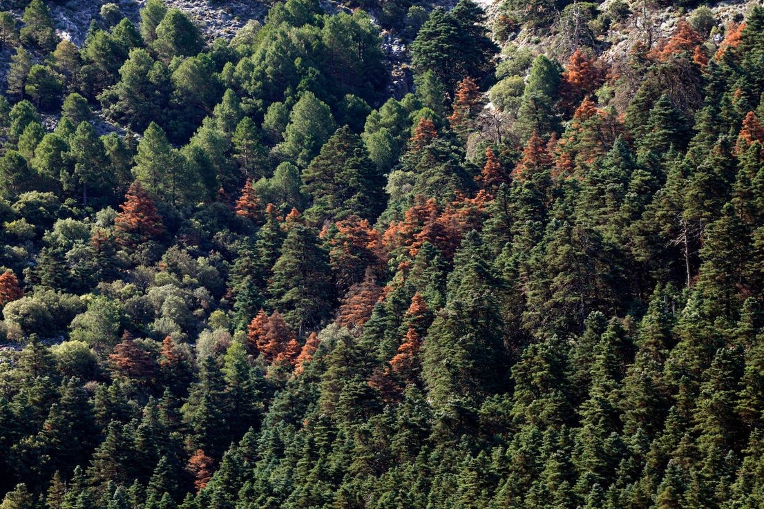 Drought and survival in the Sierra de las Nieves