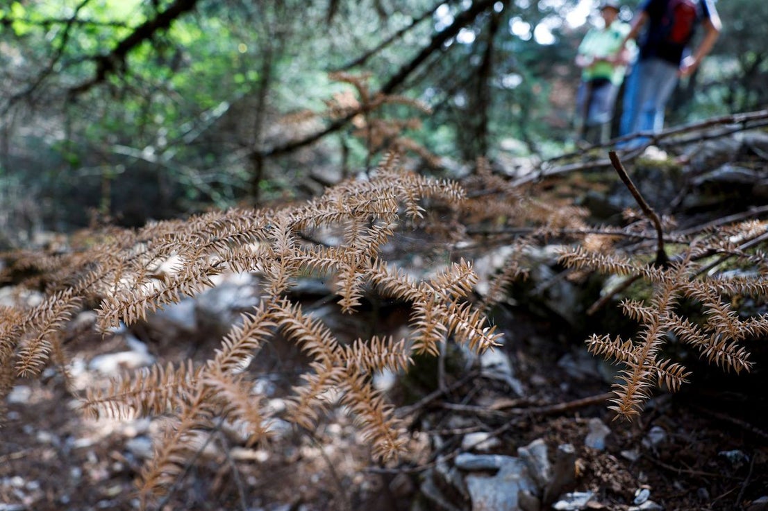 Drought and survival in the Sierra de las Nieves
