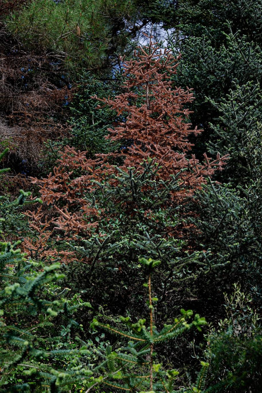 Drought and survival in the Sierra de las Nieves