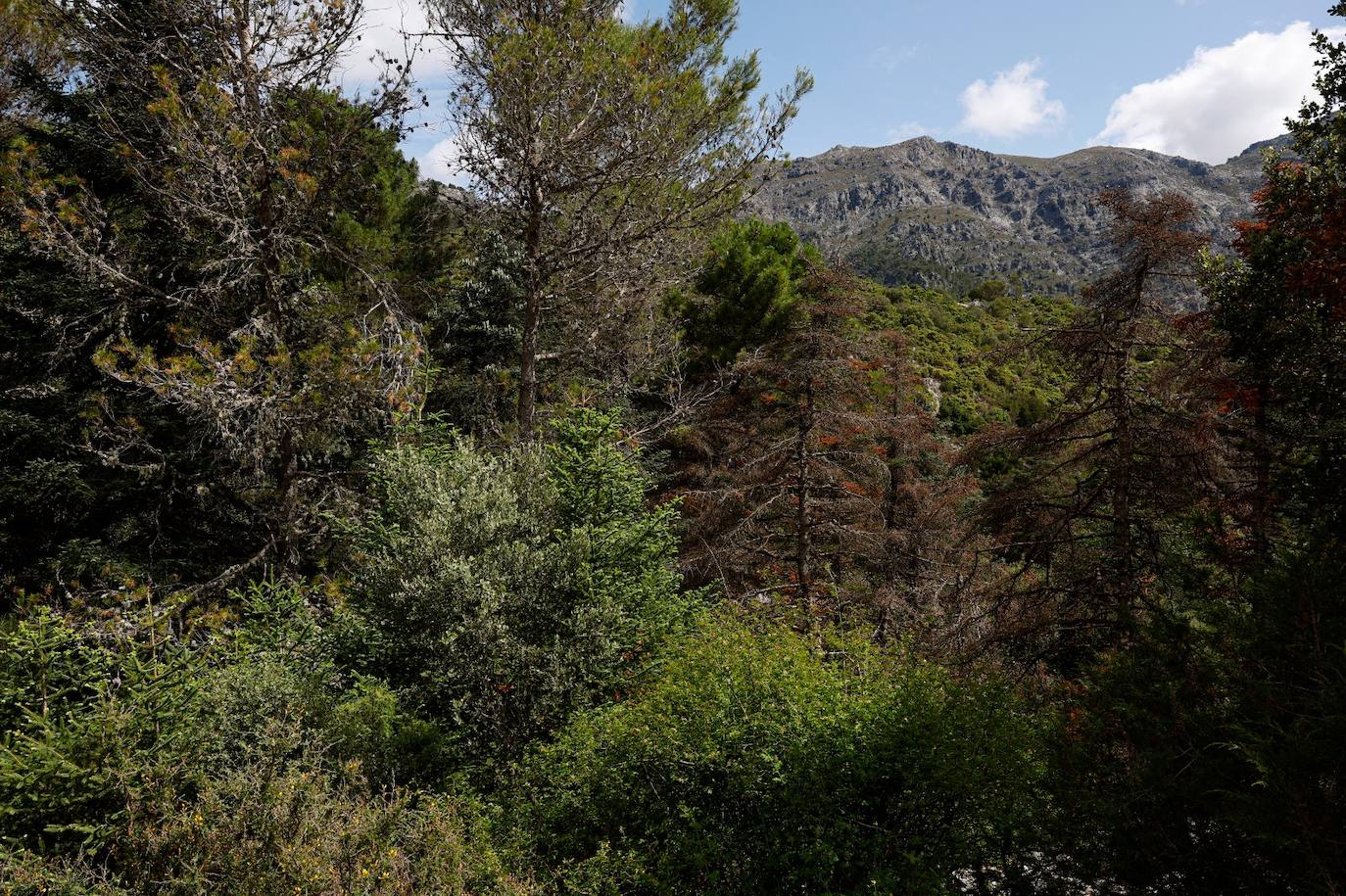 Drought and survival in the Sierra de las Nieves