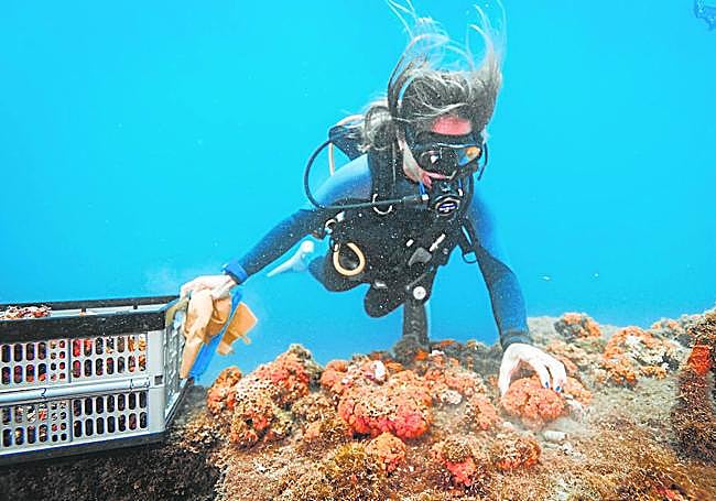 Collection of corals.