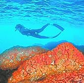 La Herradura restores 1,300 colonies of orange coral with a project unique in the world