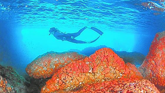 La Herradura restores 1,300 colonies of orange coral with a project unique in the world