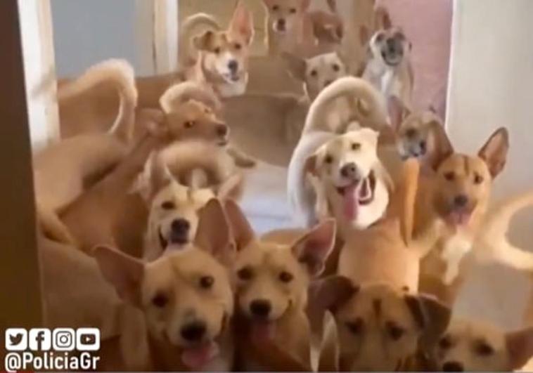 Watch as police rescue more than 30 dogs found living in an apartment in Granada