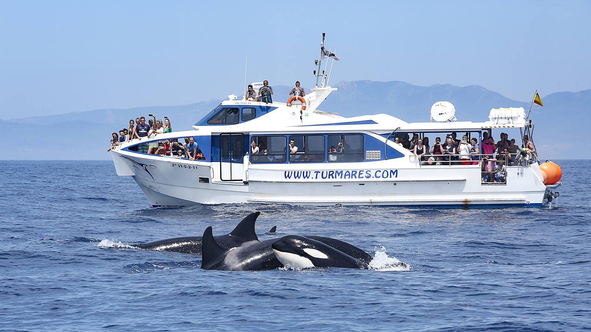 An afternoon of wind, waves and whale-watching - Vimarsana News