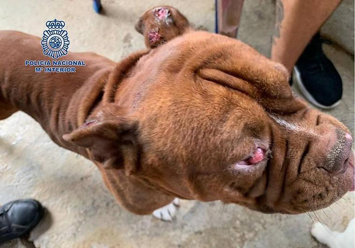 The state of one of the dogs that was rescued.