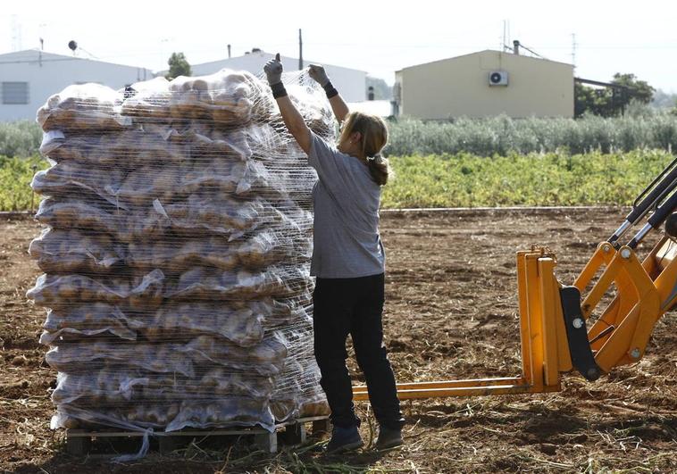 The chips are down for potato growers in Malaga province