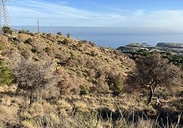 Dead trees in the area close to the Nerja Cave.