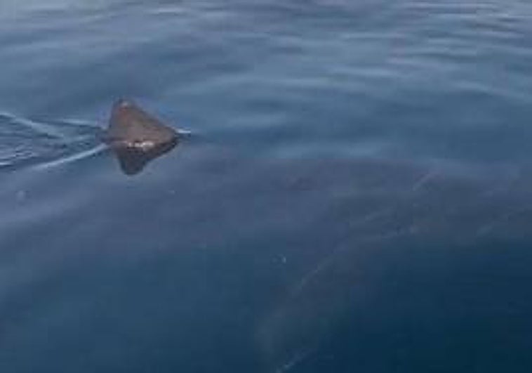 The footage captured the shark's dorsal fin piercing the surface of the water.