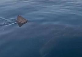 The footage captured the shark's dorsal fin piercing the surface of the water.