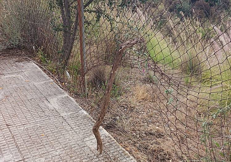 Imagen principal - Damage caused to the arboretum.