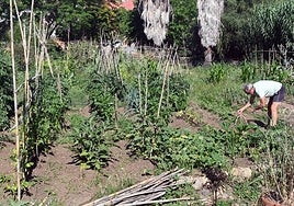 Archive image of the arboretum