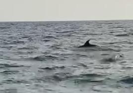 Dolphins delight bathers on Costa Tropical beach