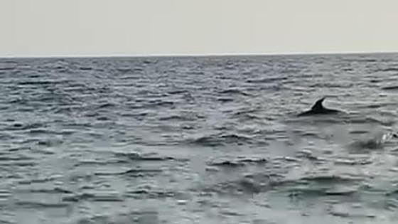 Dolphins delight bathers on Costa Tropical beach