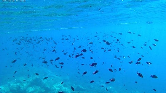 Scuba diving plans on Axarquía beach reef