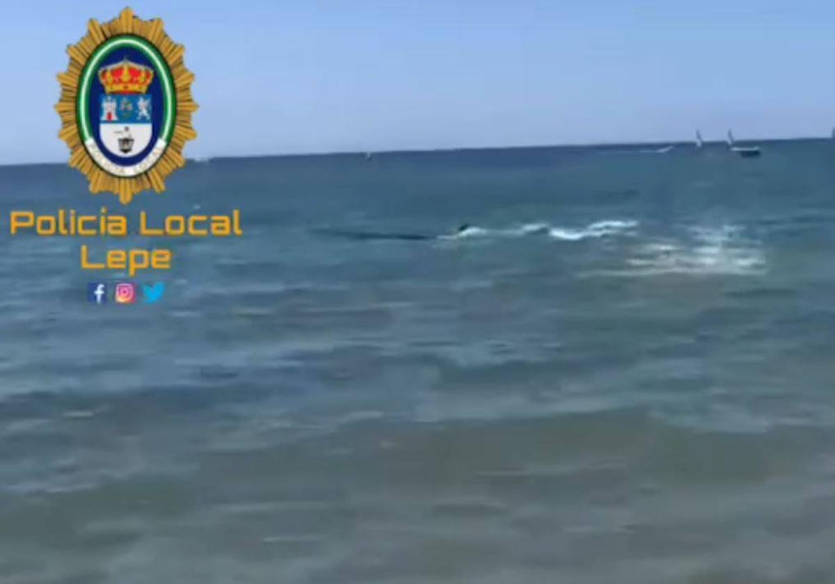 Image of the whale calf, on the shore of La Antilla de Huelva beach.