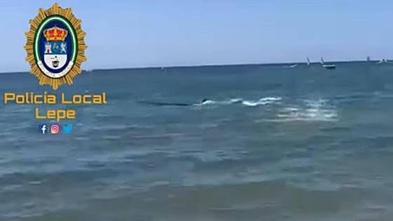 Watch as 'disorientated' whale causes panic among bathers on a beach in Andalucía