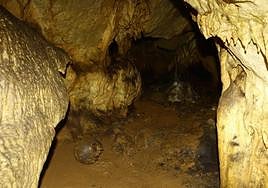 Remains of a skull in the upper galleries of the Ardales Cave.