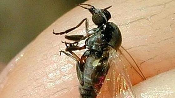 Warning for possible plague of black flies in Spain this summer, insects best known for their aggressive bites