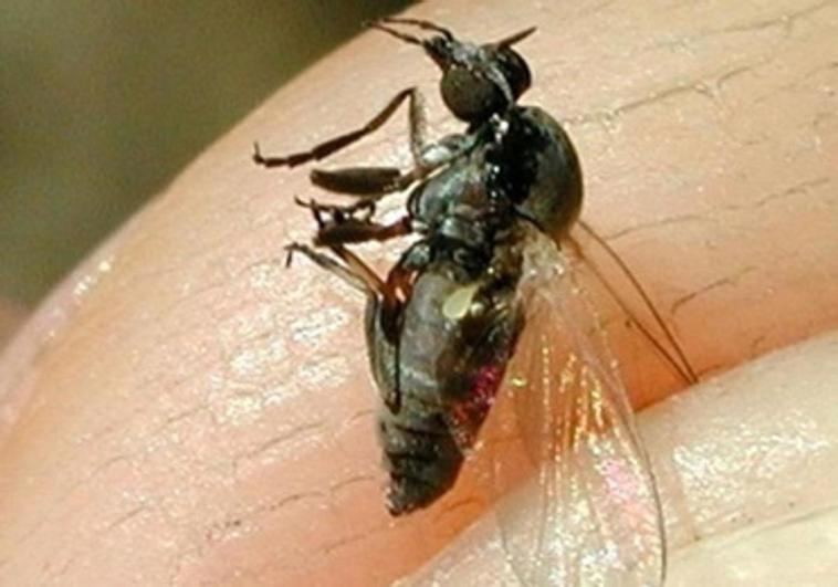 Warning for possible plague of black flies in Spain this summer, insects best known for their aggressive bites