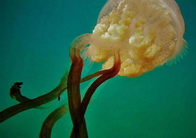The characteristic tentacles of this species of jellyfish.