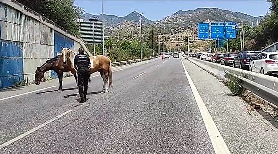 Loose horses stop traffic on A-7 Costa del Sol motorway after escaping from farm
