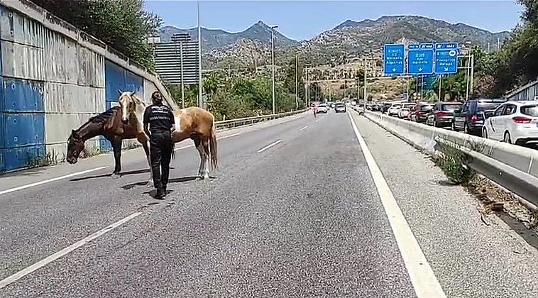 Loose horses stop traffic on A-7 Costa del Sol motorway after escaping from farm