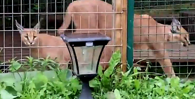 Watch as police in Spain seize two protected wild cats that had been traded illegally