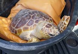 The loggerhead turtle released in Estepona.