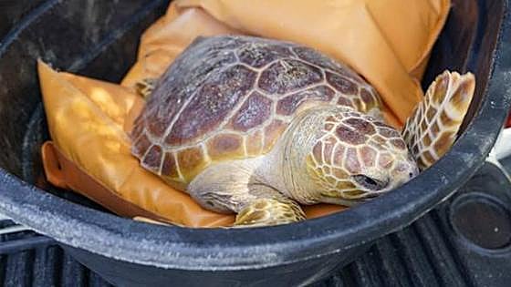 Loggerhead turtle is returned to the sea in Estepona after it was found stranded on a Vélez-Málaga beach
