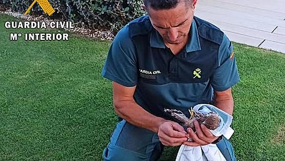 Special branch police team called in to rescue kestrel trapped in Benahavis chimney