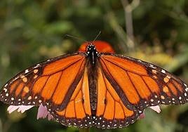 The monarch butterfly.