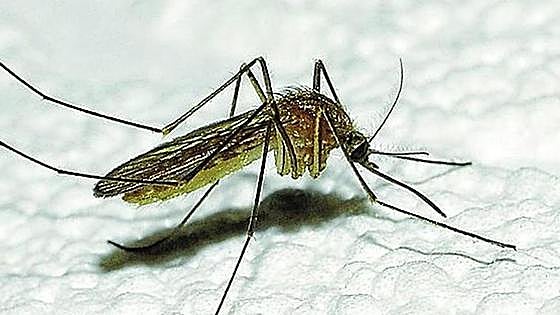 First messenger RNA vaccine against malaria developed in wake of Covid-19 crisis