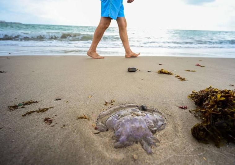 Mediterranean sets new sea temperature record after registering 28.7C in July